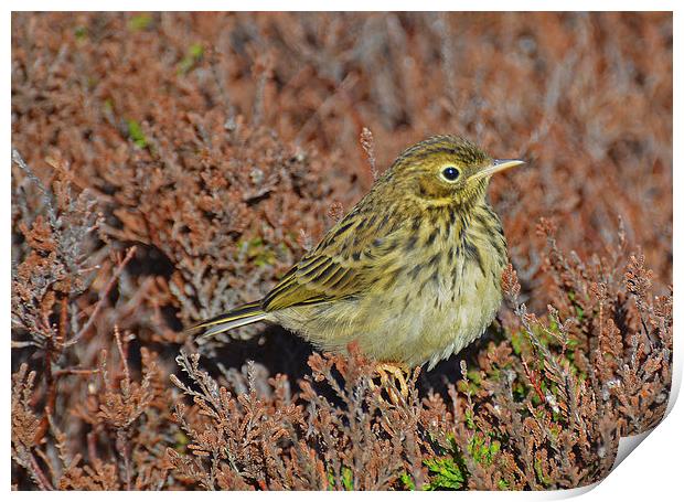  Meadow Pipit Print by Billy Tinkler