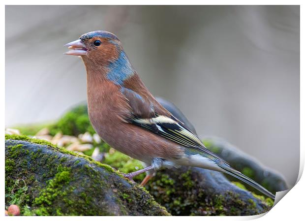  Common chaffinch Print by Tanya Hall