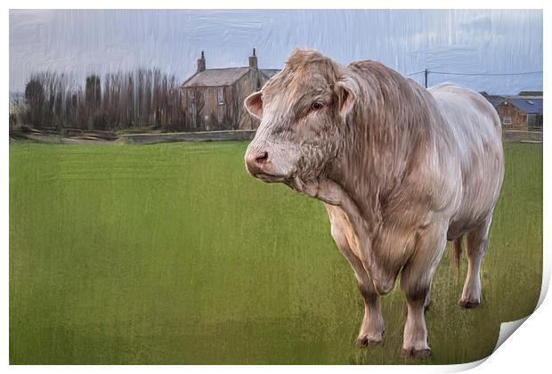  Oil and Chalk Painted Blonde Bull Print by Tanya Hall