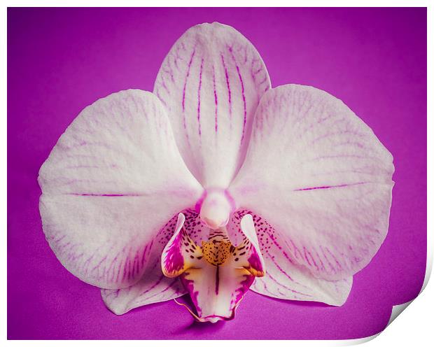 Orchid Flower On Grunge Purple Background Print by Tanya Hall