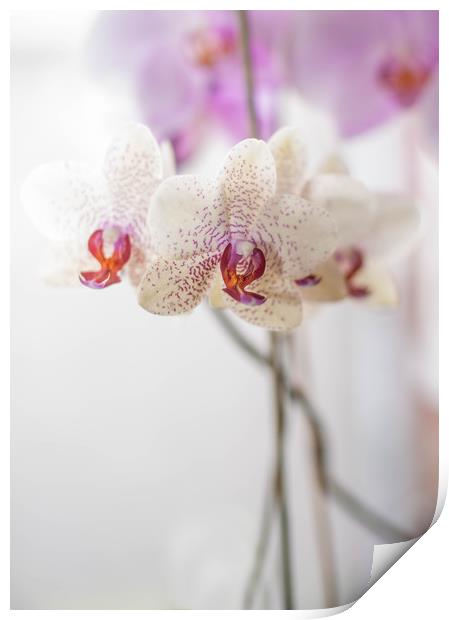 Orchid Print by Tanya Hall