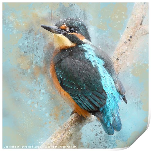 Kinfisher, Young Kingfisher, watercolour grunge sp Print by Tanya Hall