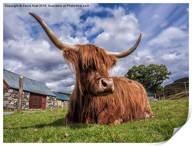  Highland Cow Print by David Hirst