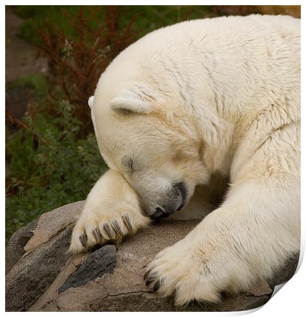 Snoozing Bear Print by Mike Thomson