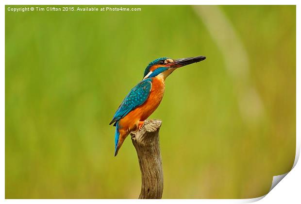 The Kingfisher Print by Tim Clifton