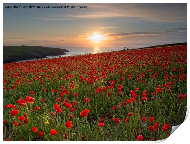 Poppy's at Sunset  Print by tom downing