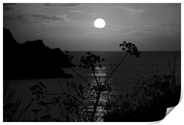  Wild Flower In Silhouette B & W Print by tom downing