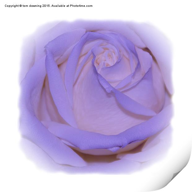  Lilac Rose Print by tom downing