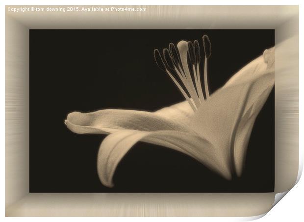  Soft toned Lily with boarder  Print by tom downing