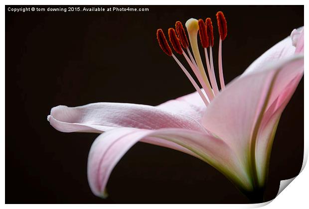  lily in color Print by tom downing