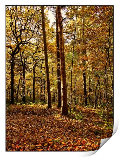 Autumn woodland Print by tom downing