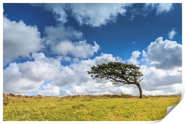  Prevailing Wind on Exmoor Print by Bob Small