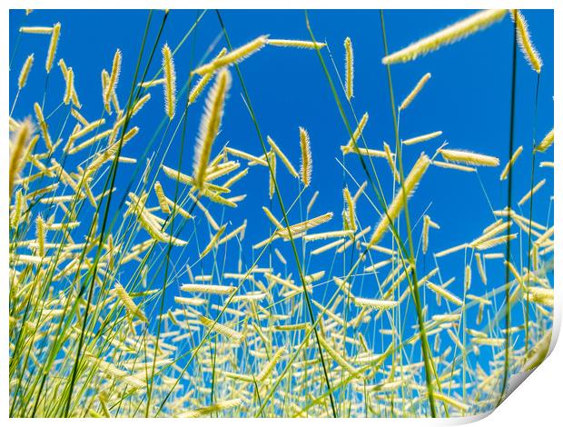 Deliceate Grasses  Print by Bob Small