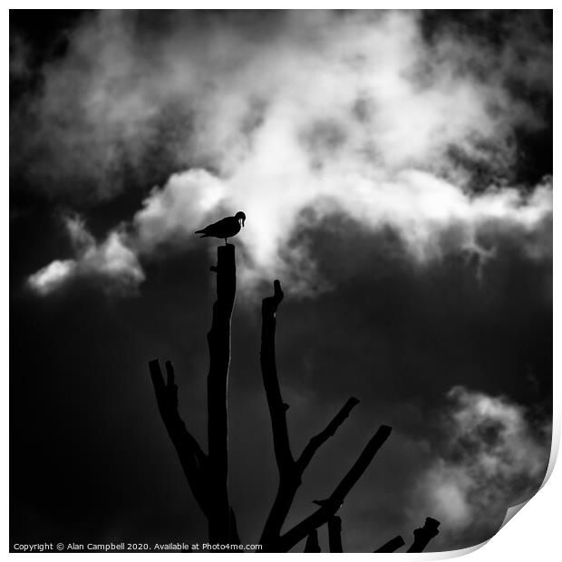 Bird Sleeping At Top Of Tree Print by Alan Campbell