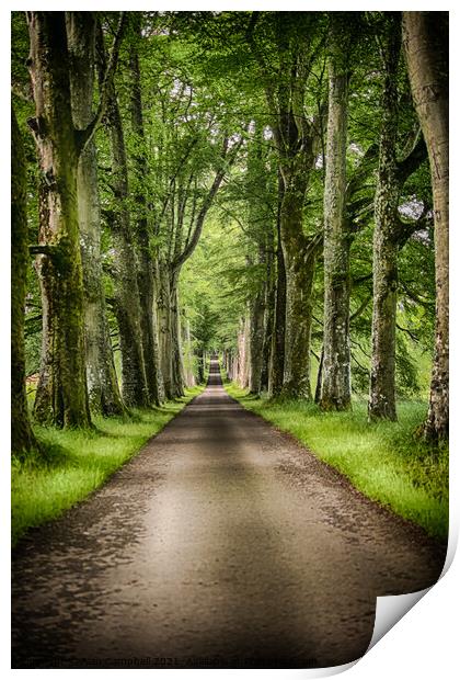 The Avenue of Trees Print by Alan Campbell