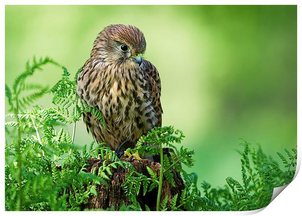  Kestrel Print by Chris Hulme