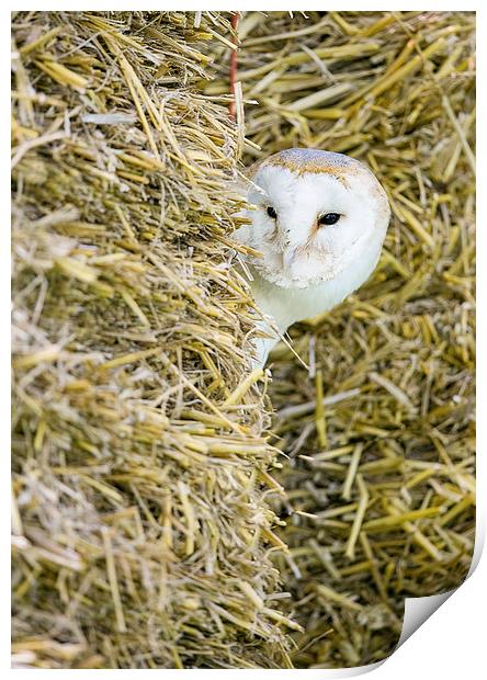  Barn Owl Print by Chris Hulme