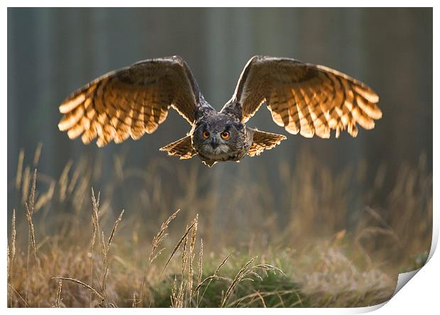  Eagle Owl  Print by Chris Hulme