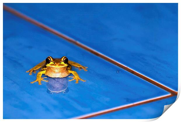  A Frog in the Pool Print by Chris Hulme