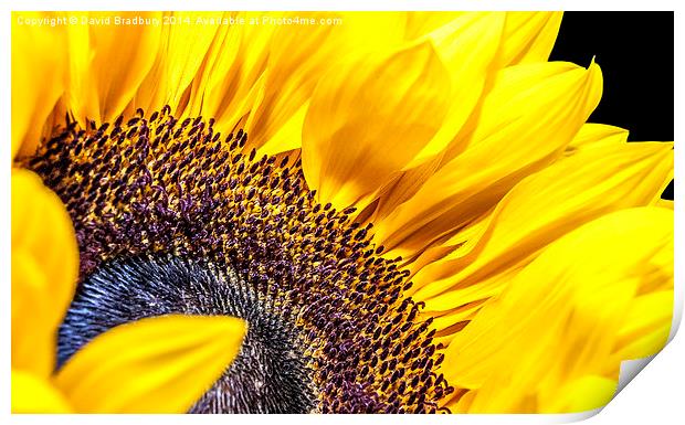  Sunflower Detail Print by David Bradbury