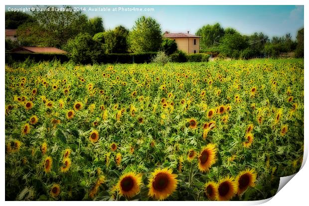  Tuscan Sunflowers Print by David Bradbury