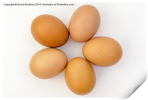  Five Eggs in a Circle Print by David Bradbury