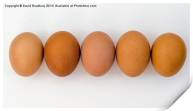  Five Eggs in a Row Print by David Bradbury