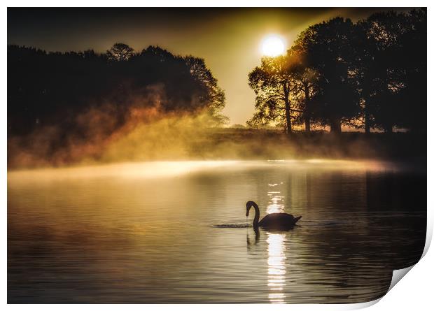 Swan at sunrise Print by Tim Smith