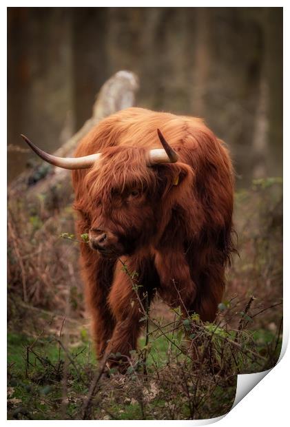 Highland Cow Print by Tim Smith