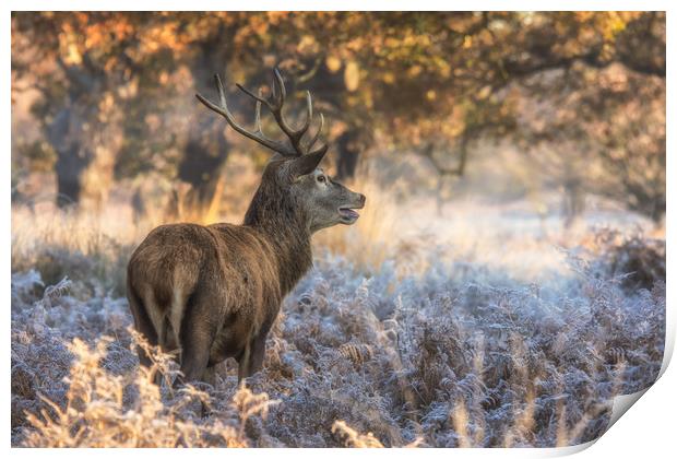 Stag at sunrise Print by Tim Smith