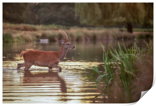 Bushy park deer. Print by Tim Smith