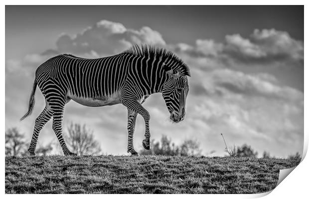 Zebra crossing! Print by Tim Smith