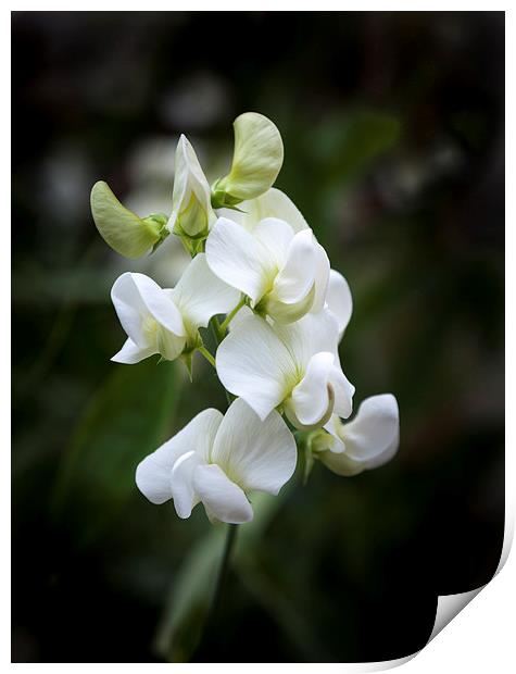  Sweet Pea Print by paul holt