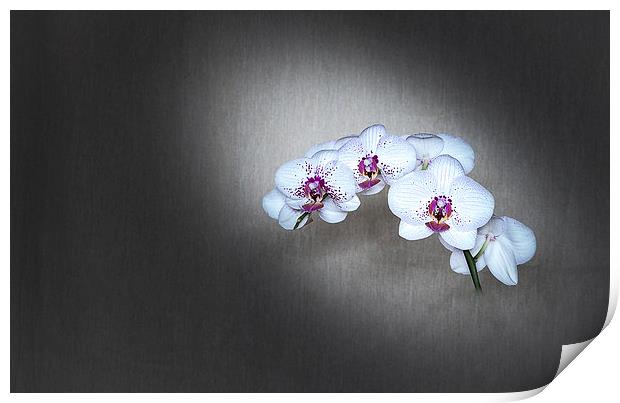  Orchid Print by paul holt