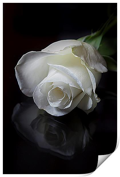  White Rose Print by paul holt