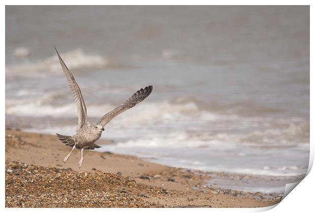  seagull at beach Print by Peter De Clercq