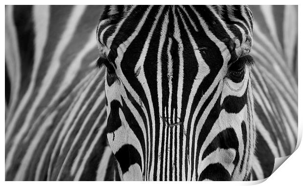  Zebra  Print by Mick Holland