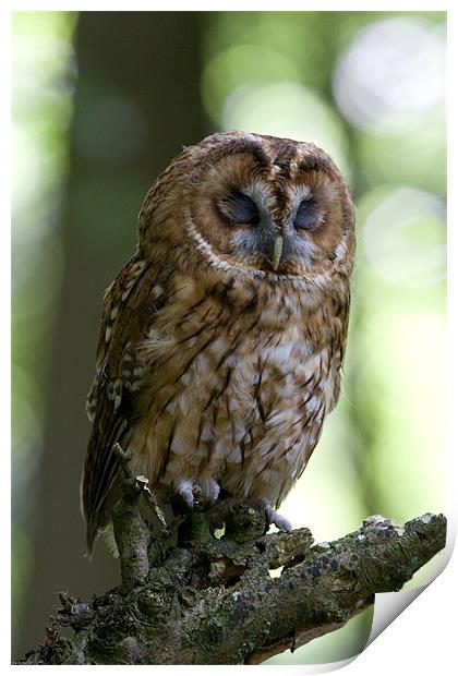 The Sleepy Tawny Owl Print by Kevin Baxter