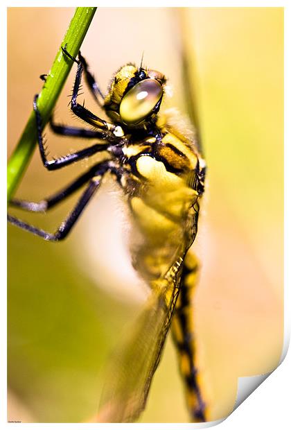 Dragonfly Print by Kevin Baxter
