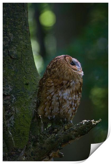 Tawny Owl Print by Kevin Baxter