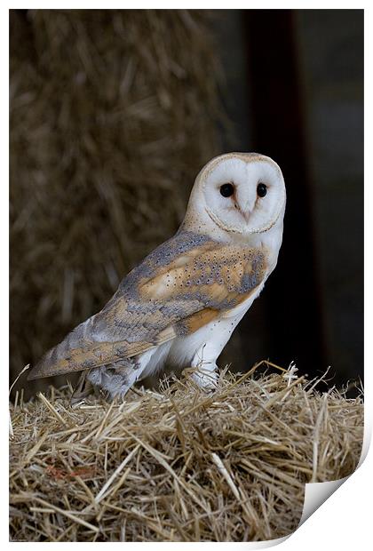 Barn Owl Print by Kevin Baxter