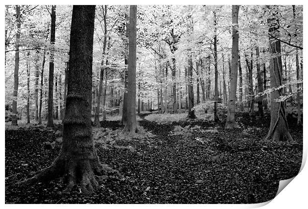 White woods Print by Kevin Baxter
