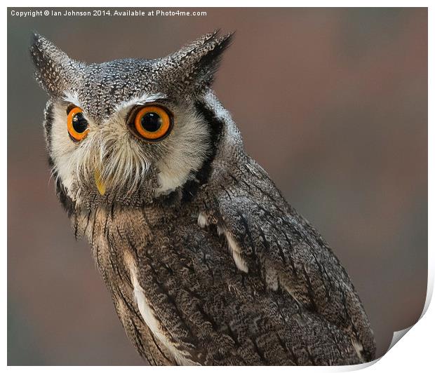  Eagle Owl Print by Ian Johnson