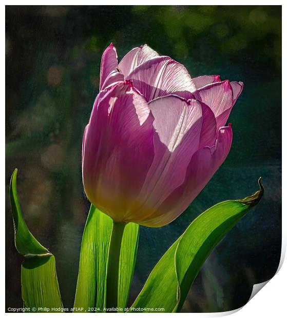 Tulip Portrait Print by Philip Hodges aFIAP ,