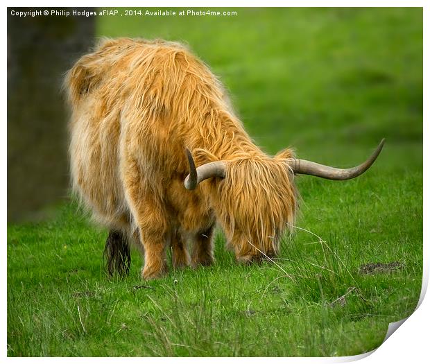 Highland Cow  Print by Philip Hodges aFIAP ,