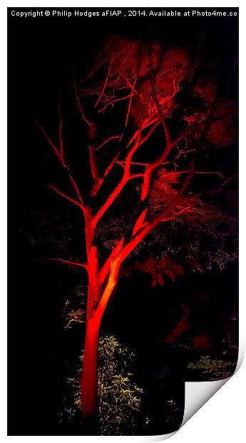  Abbotsbury Illuminated Gardens 8  Print by Philip Hodges aFIAP ,