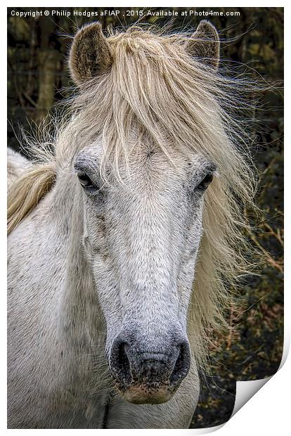  Dartmoor Pony 2 Print by Philip Hodges aFIAP ,