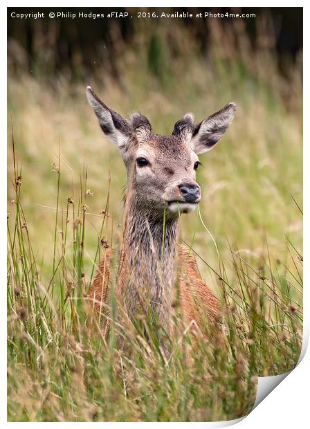Young Red Deer Buck in Velvet Print by Philip Hodges aFIAP ,