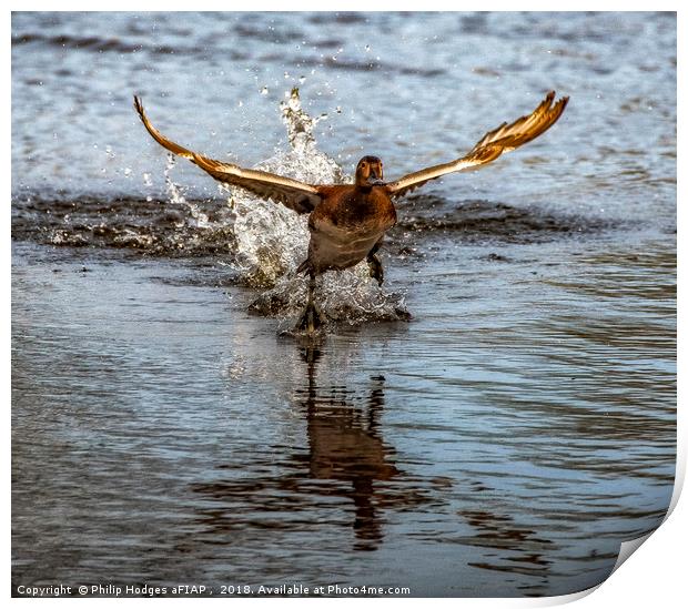 Pochard Taking Off Print by Philip Hodges aFIAP ,