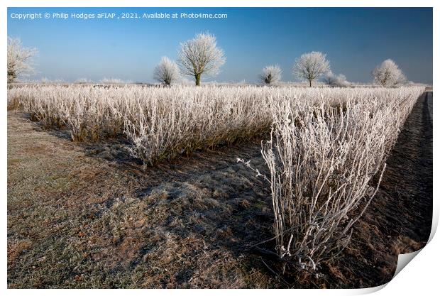 Frost on Blackcurrant Bushes Print by Philip Hodges aFIAP ,